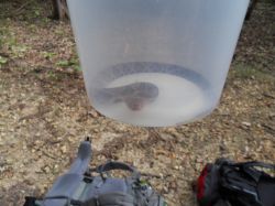 2010mousetail_005