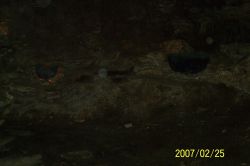 2007cumbcav 032