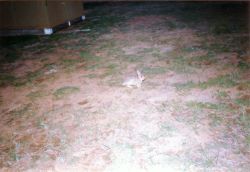 2002phil_196